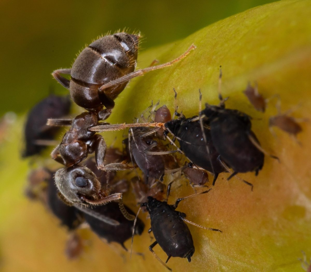 ภาวะได้ประโยชน์ร่วมกัน