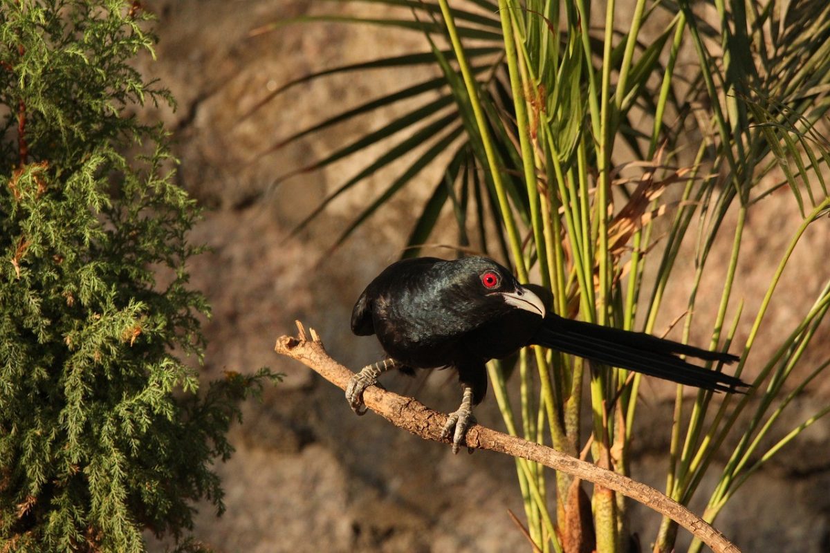 ภาวะปรสิต, ปรสิต, ตัวอย่างของภาวะปรสิต, มีอะไรบ้าง