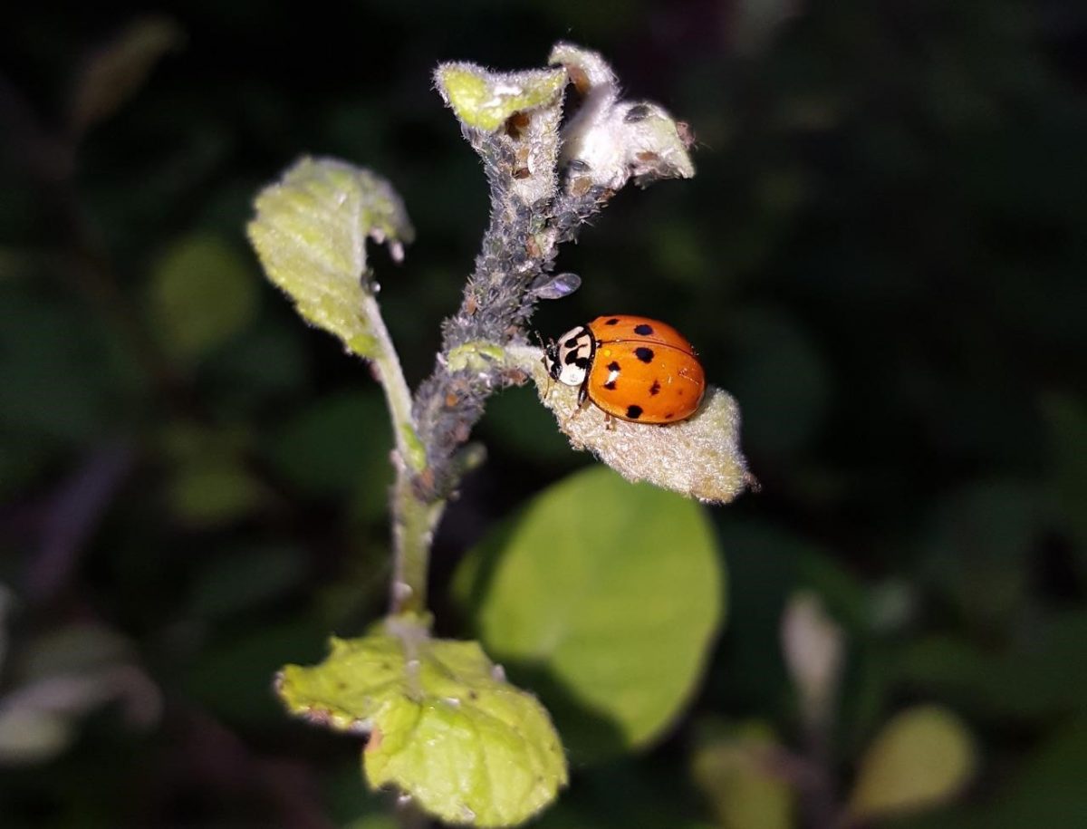 ปรสิต, พยาธิ, ตัวอย่างของภาวะปรสิต, มีอะไรบ้าง