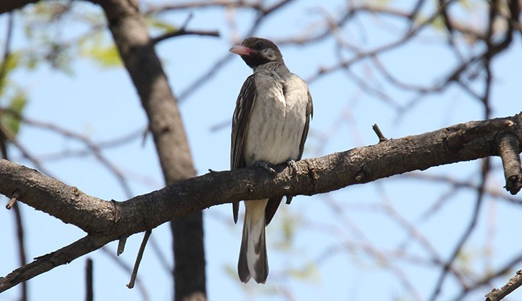  มีอะไรบ้าง, ความสัมพันธ์ของสิ่งมีชวิต, ภาวะพึ่งพาอาศัยกัน