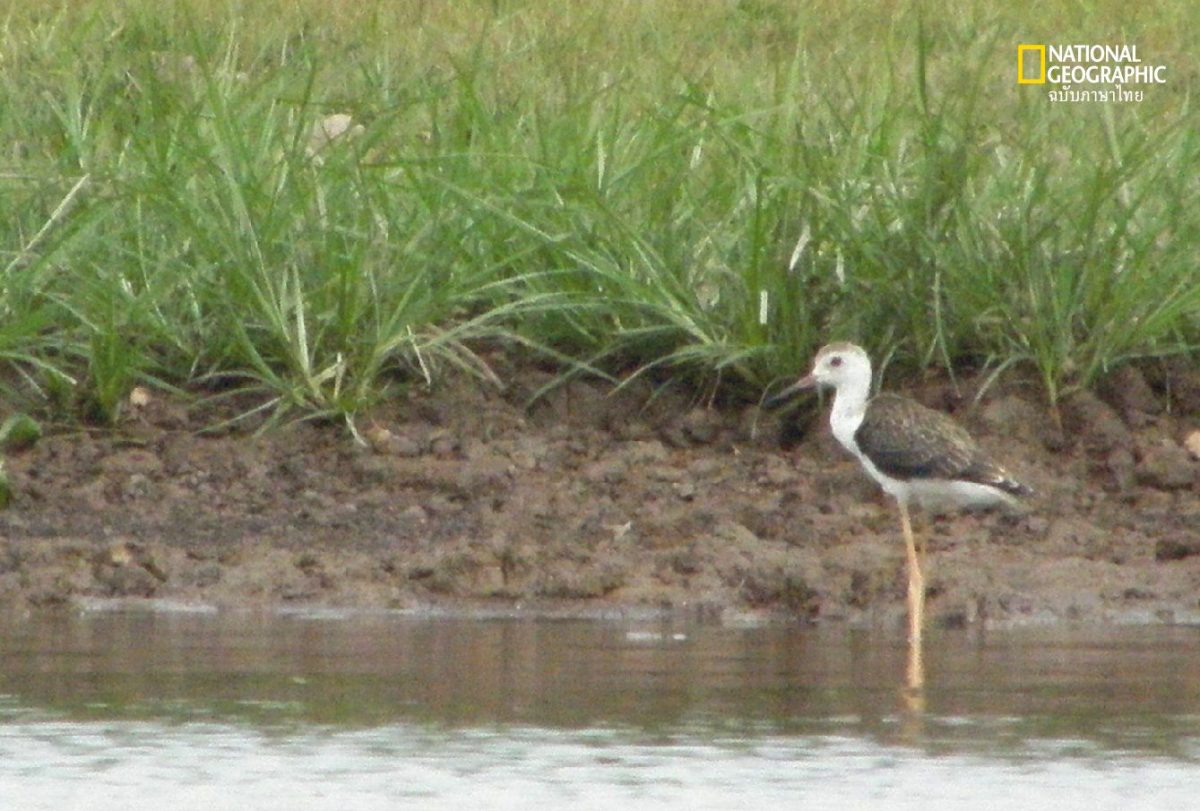 ทะเลสาบสงขลา