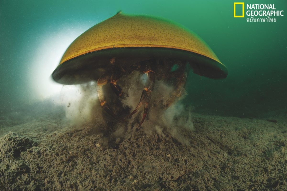 แมงดาทะเล, แมงดา