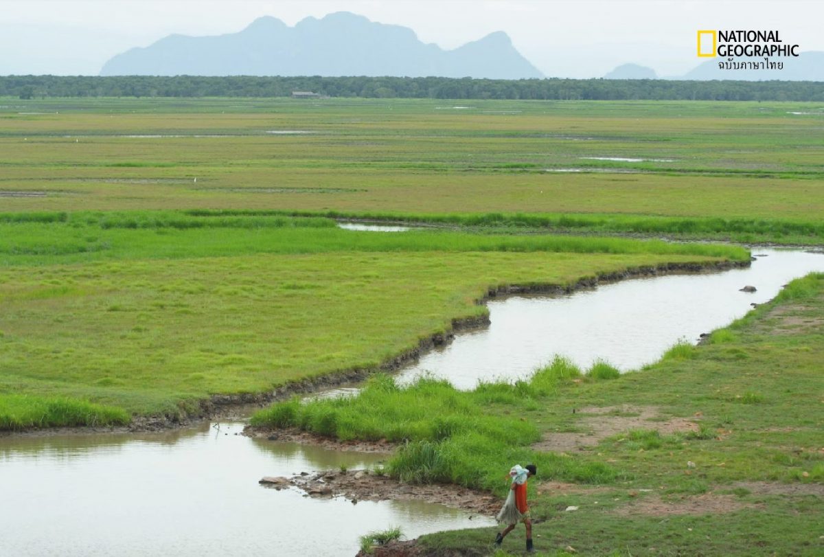 ทะเลสาบสงขลา