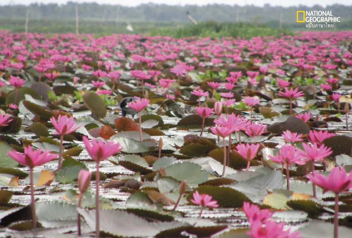 ทะเลสาบสงขลา