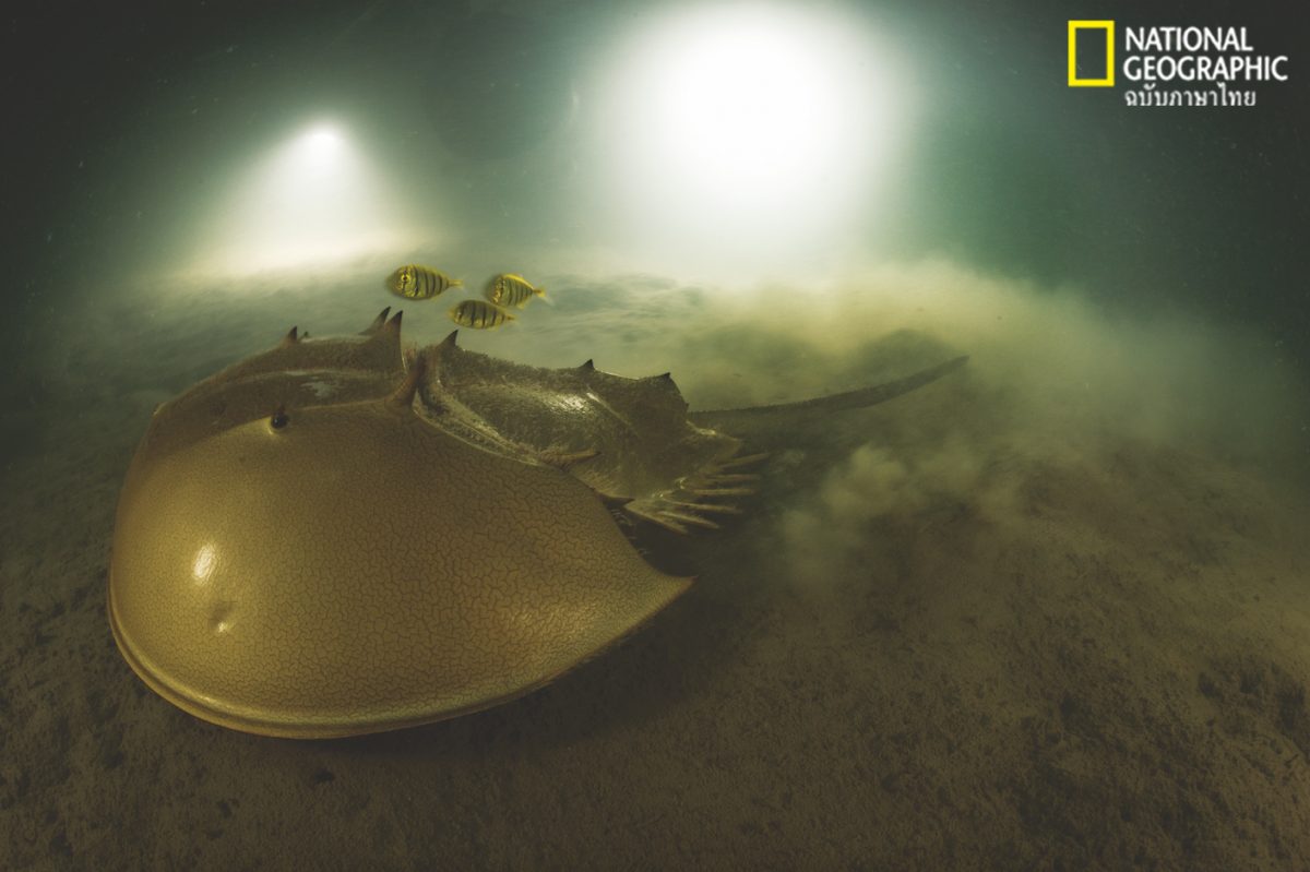 แมงดาทะเล, แมงดา