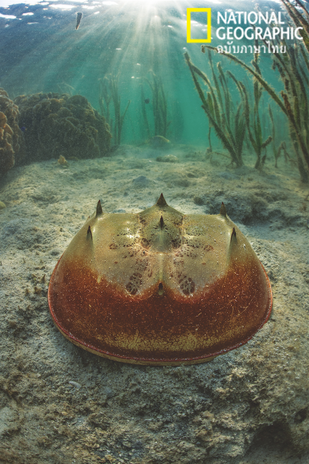 แมงดาทะเล, แมงดา