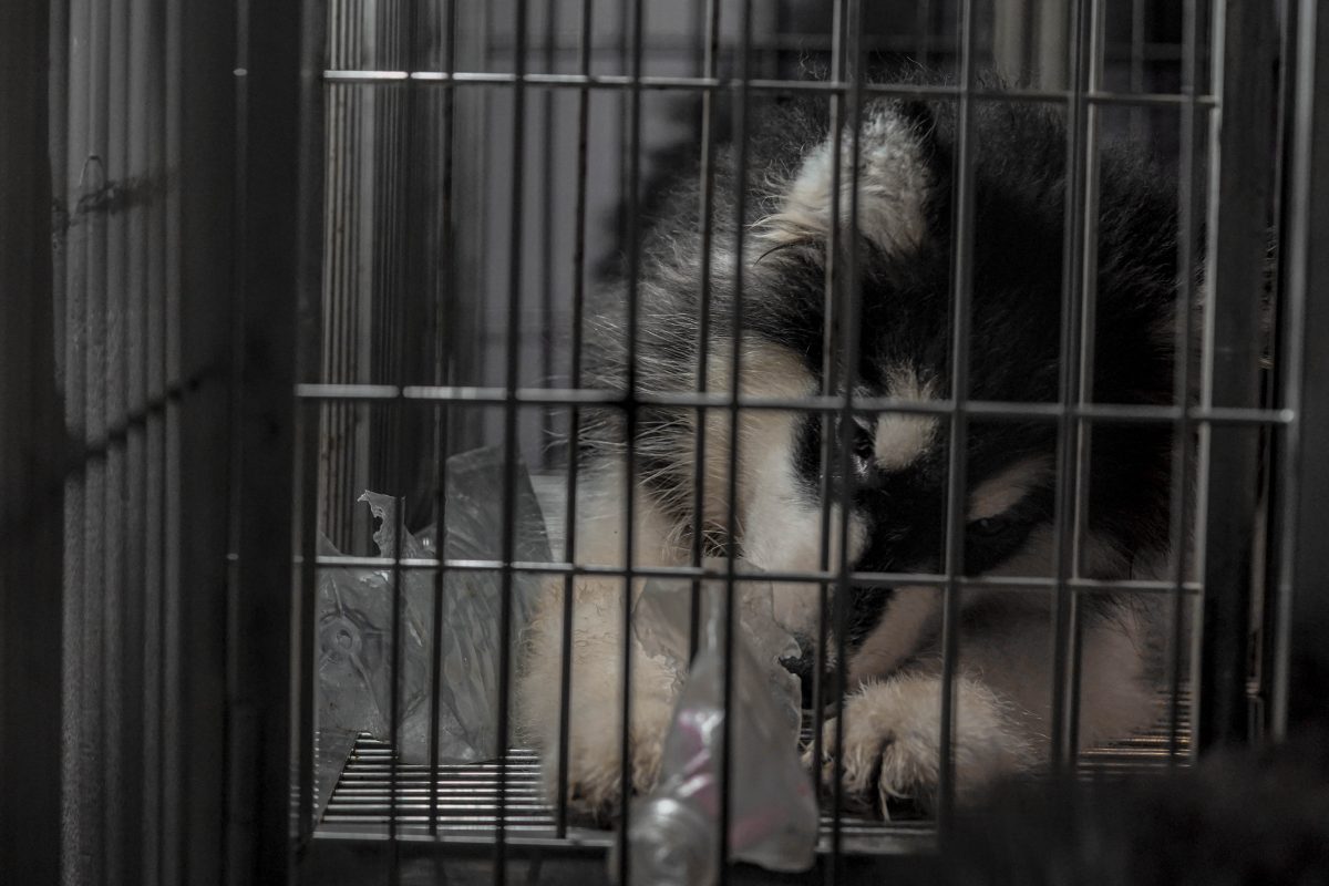 ไซบีเรียนฮัสกี, คาเฟ่สัตว์