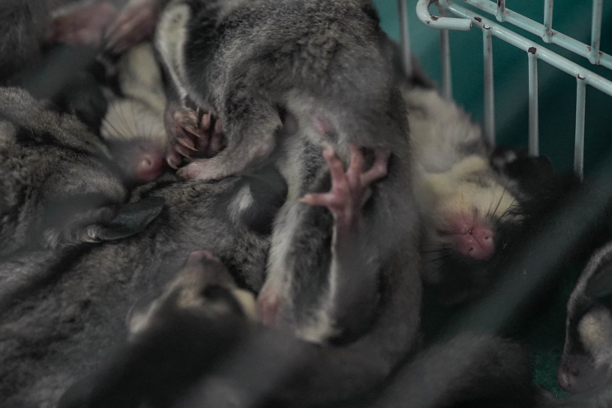 คาเฟ่สัตว์, ชูการ์ไกลเดอร์