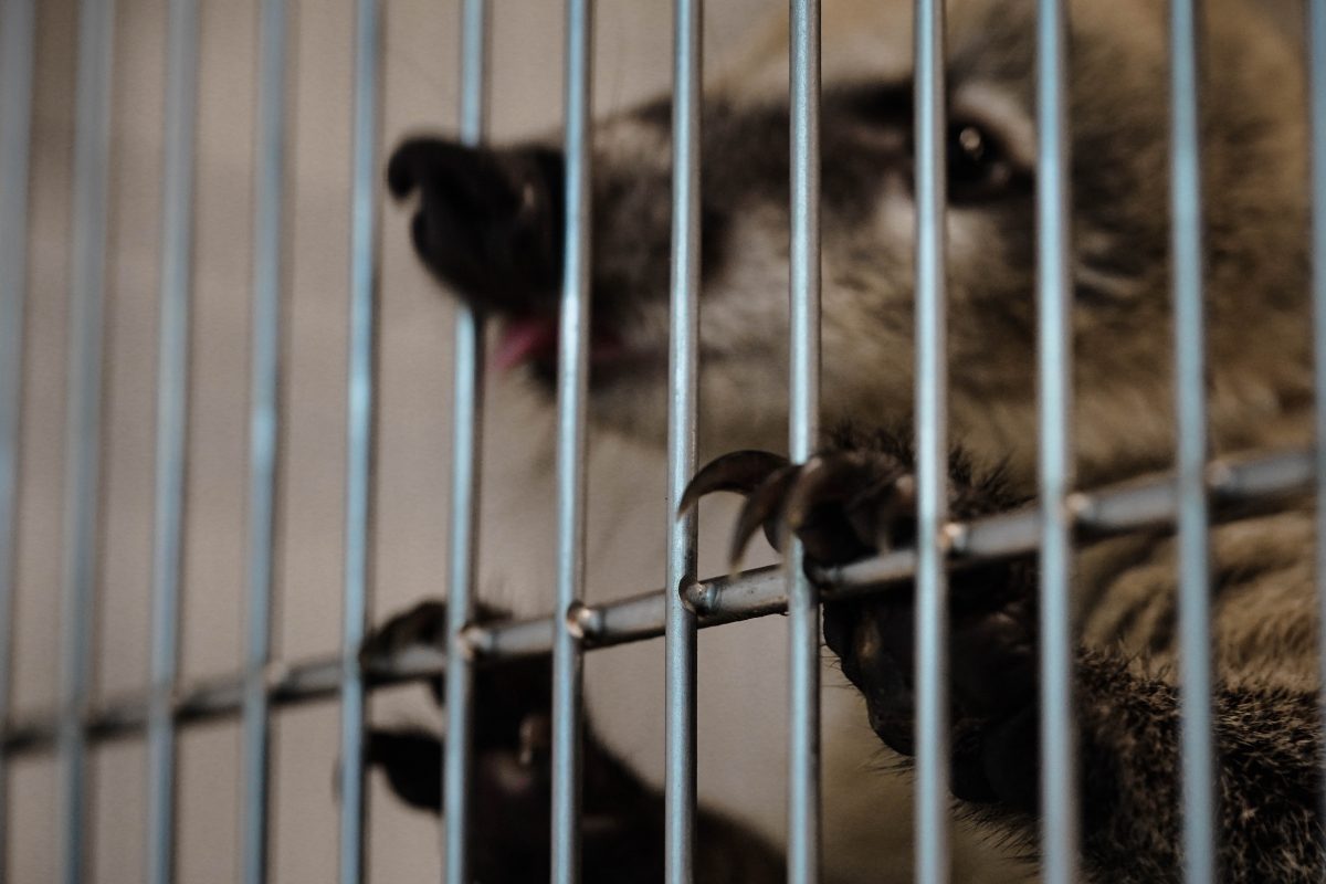 โคอาติ, คาเฟ่สัตว์