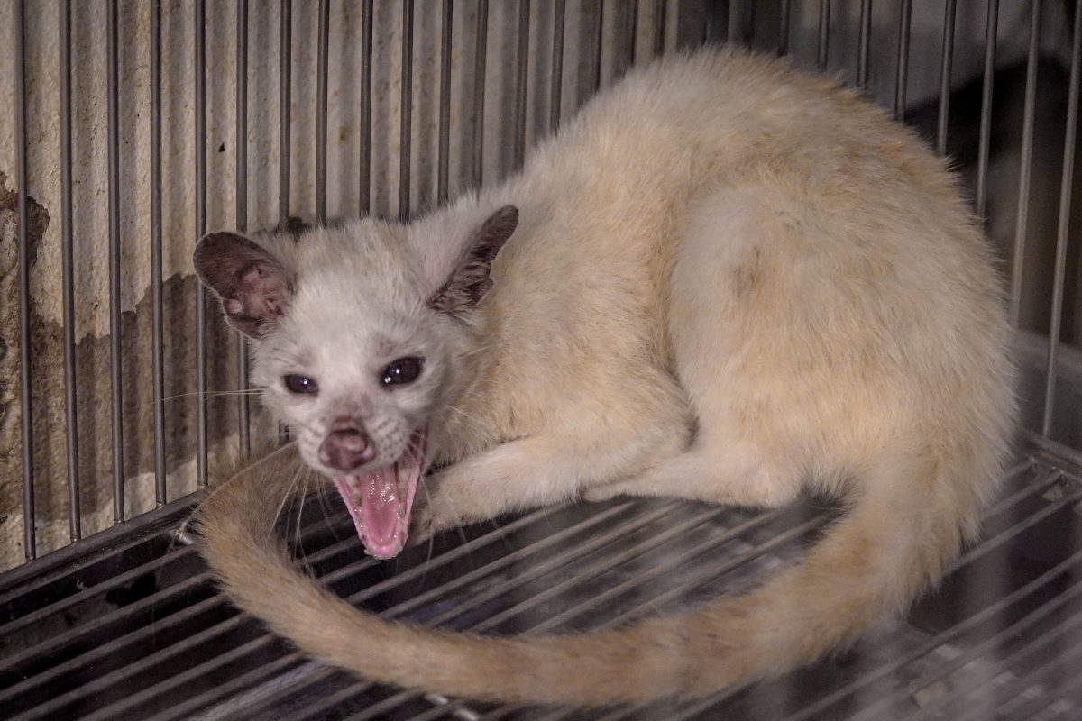 อีเห็น, คาเฟ่สัตว์