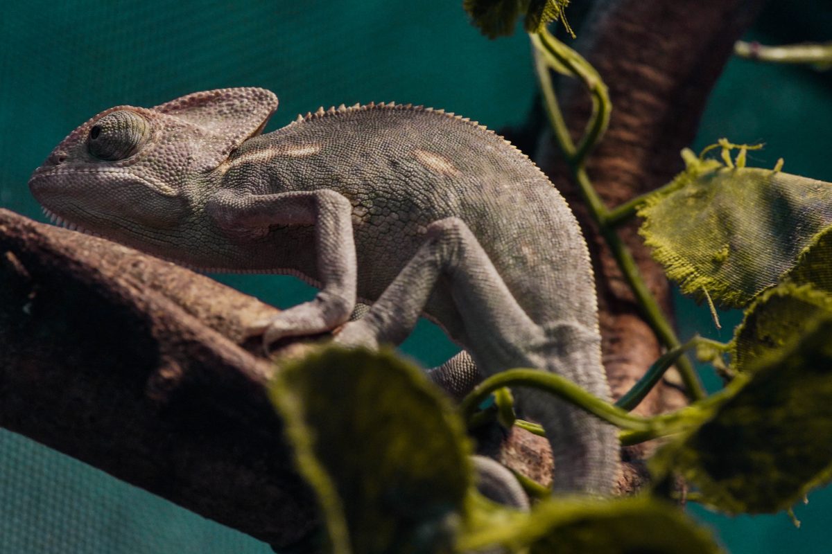 กิ้งก่าคาเมเลี่ยน