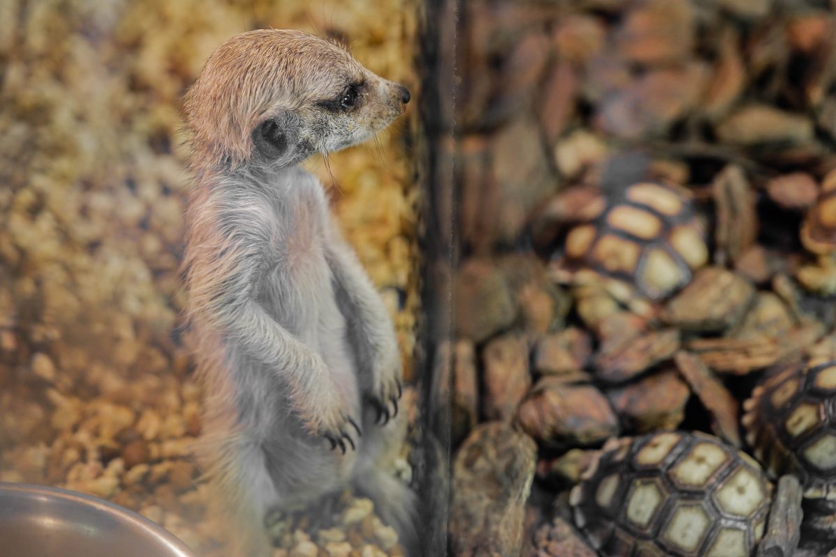 คาเฟ่สัตว์, เมียร์แคท