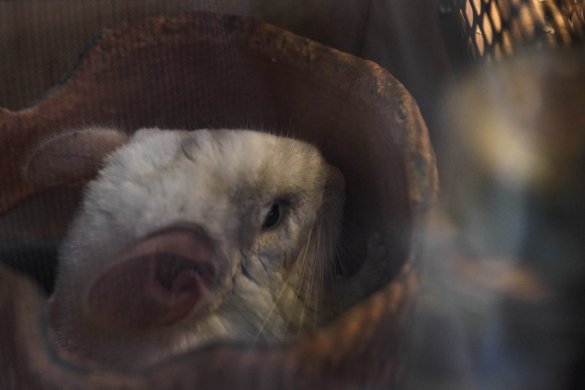 ชินชิลลา, คาเฟ่สัตว์