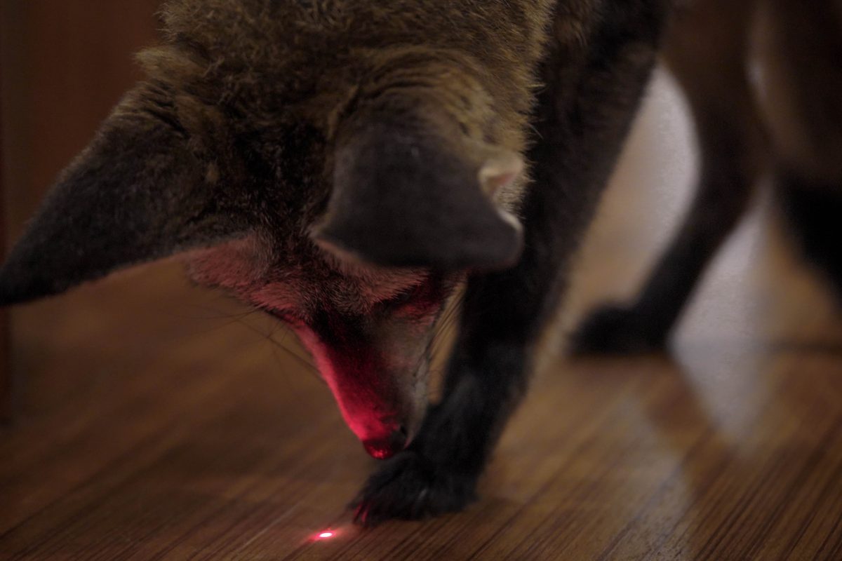 คาเฟ่สัตว์, หมาจิ้งจอกหูค้างคาว, หมาจิ้งจอก