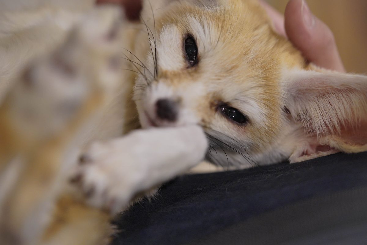 คาเฟ่สัตว์, จิ้งจอกทะเลทราย