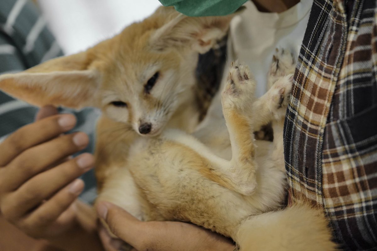 คาเฟ่สัตว์, หมาจิ้งจอกทะเลทราย