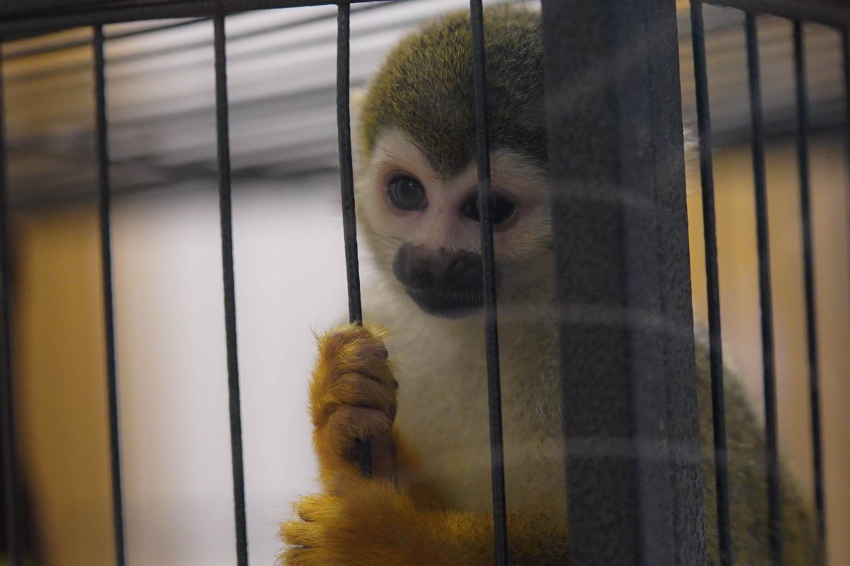 ลิงกระรอก, คาเฟ่สัตว์