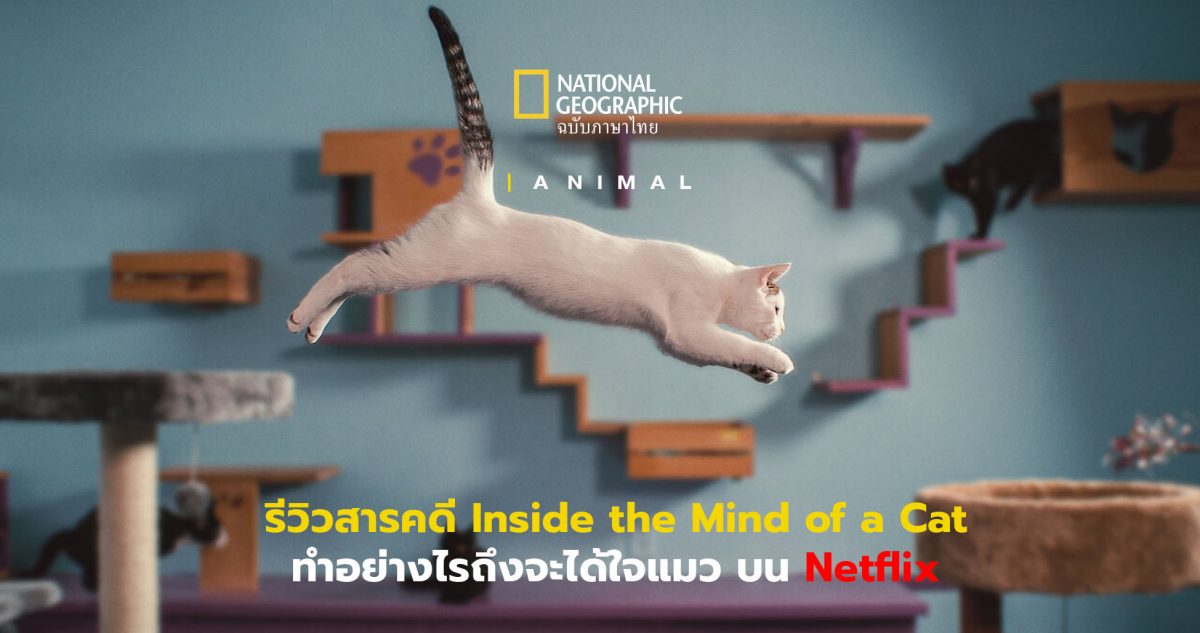 รีวิวสารคดี Netflix “Inside the Mind of a Cat” วิธีเข้าใจและได้ใจแมวในแบบมนุษย์