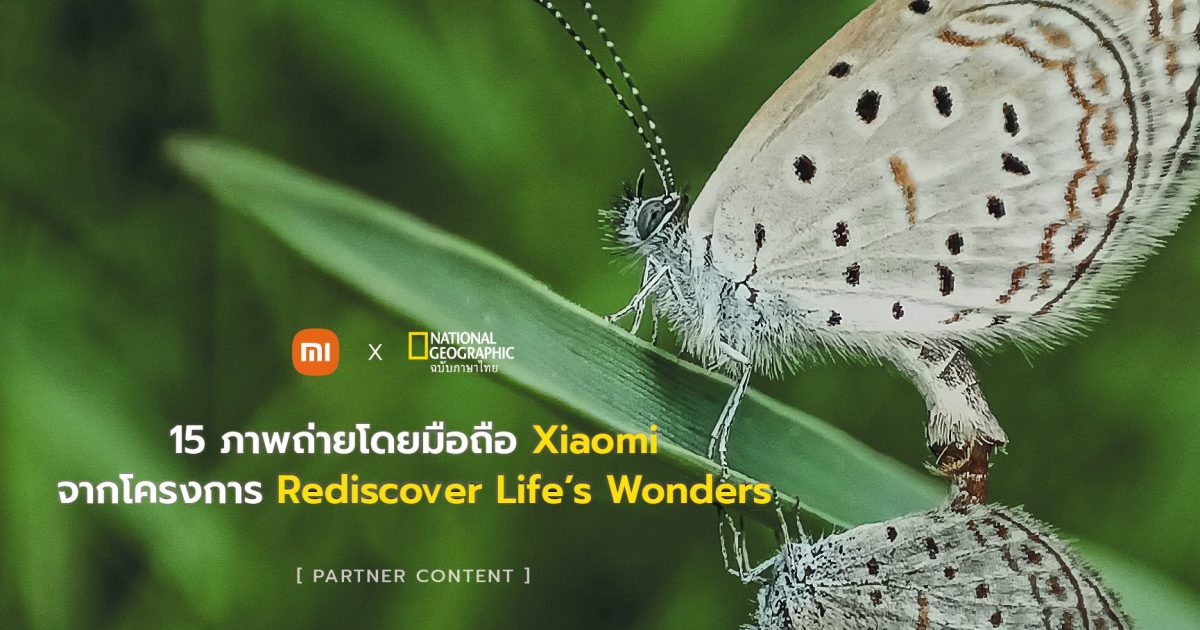 15 ภาพถ่ายด้วยมือถือ Xiaomi เฉลิมฉลองความหลากหลายและความอัศจรรย์ของชีวิต