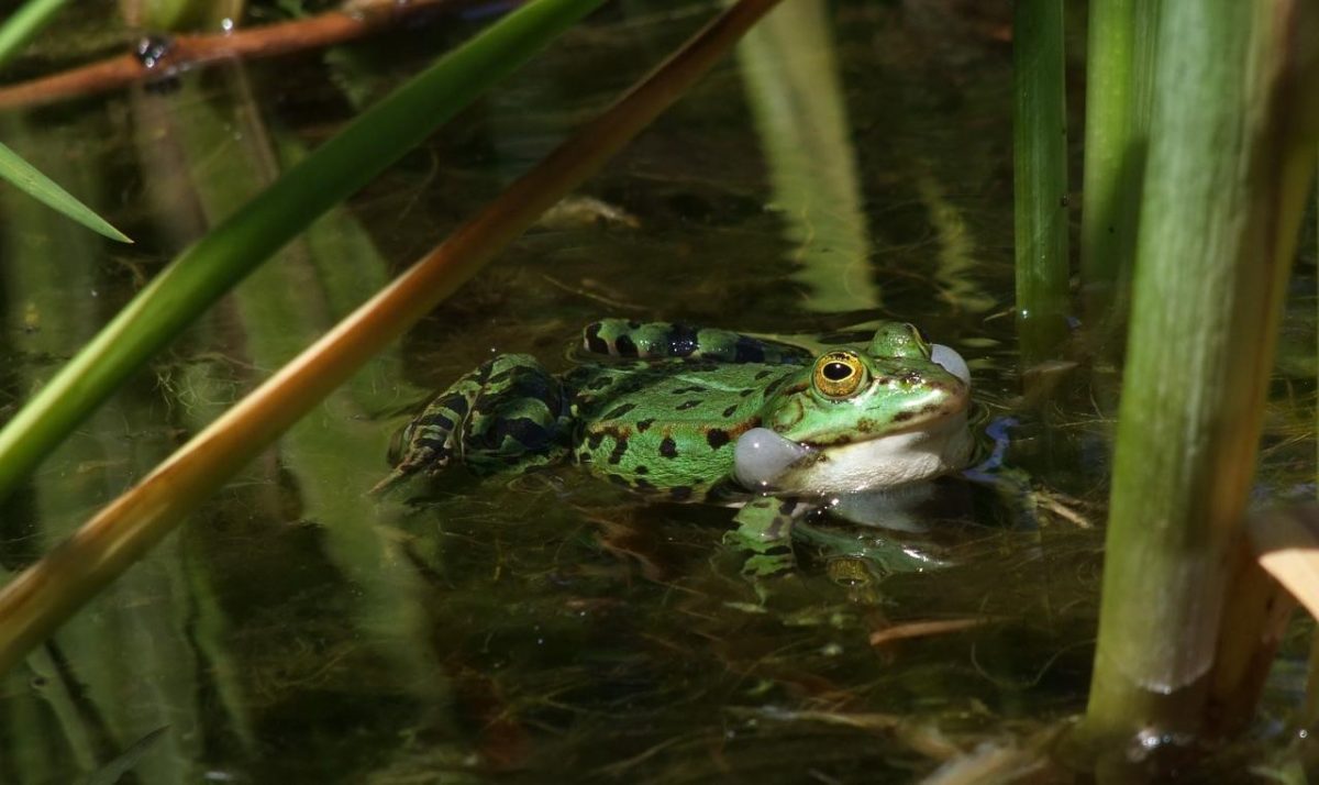 พฤติกรรมของสัตว์, พฤติกรรมสัตว์, ปัจจัยการเกิดพฤติกรรม, คืออะไร, มีอะไรบ้าง,