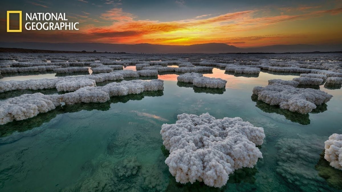 อาณาจักรมอเนอรา, แบคทีเรีย, เซลล์เดียว, สาหร่ายสีเขียวแกมน้ำเงิน, โปรคาริโอต, สิ่งมีชีวิตเซลล์เดียว