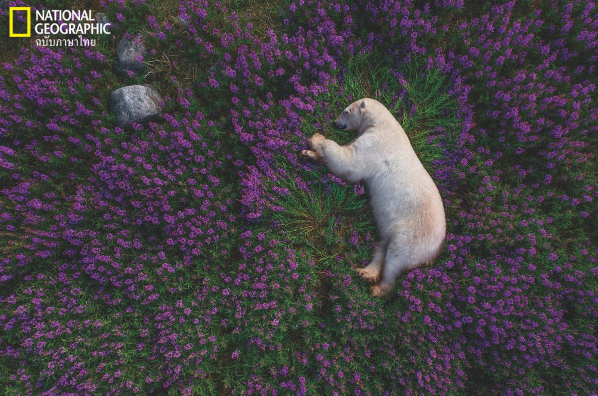 หมีขั้วโลก