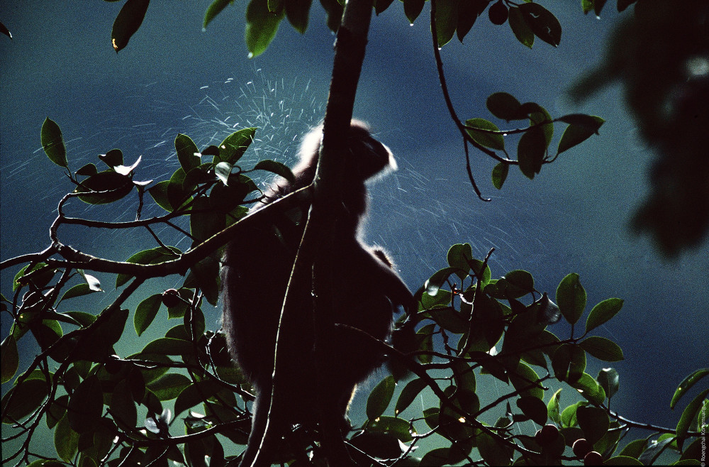 Sustainability through the Lens