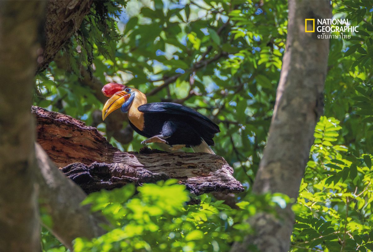 นกหายาก, นกเงือก