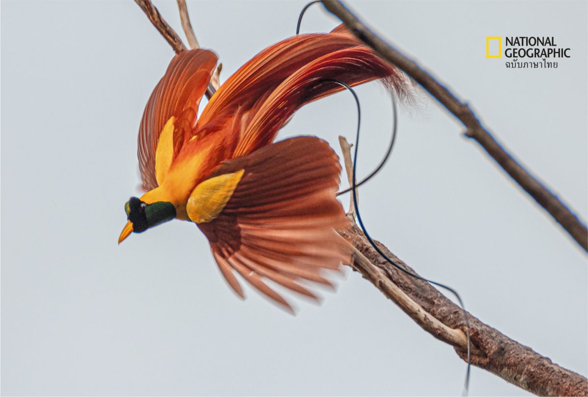 นกหายาก, นกปักษาสวรรค์