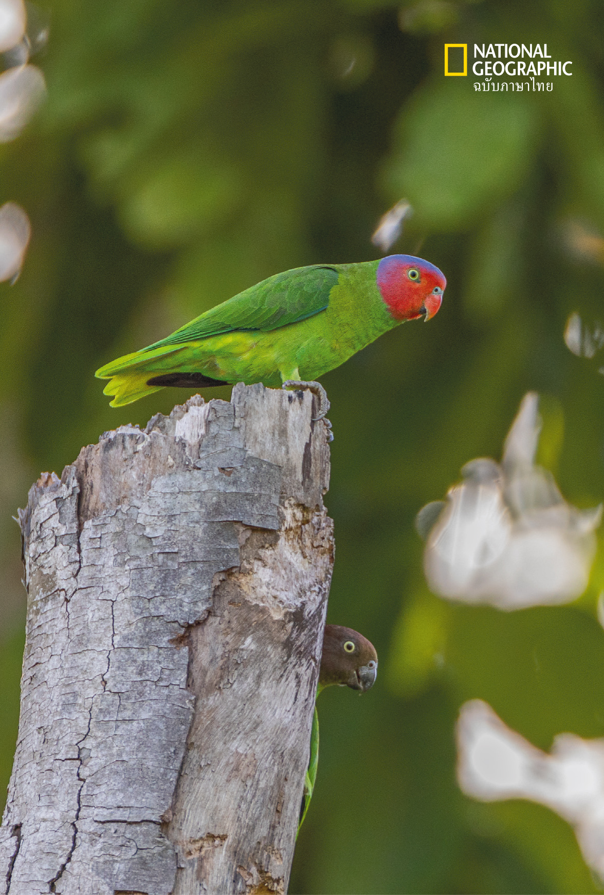 นกหายาก, นกแก้ว