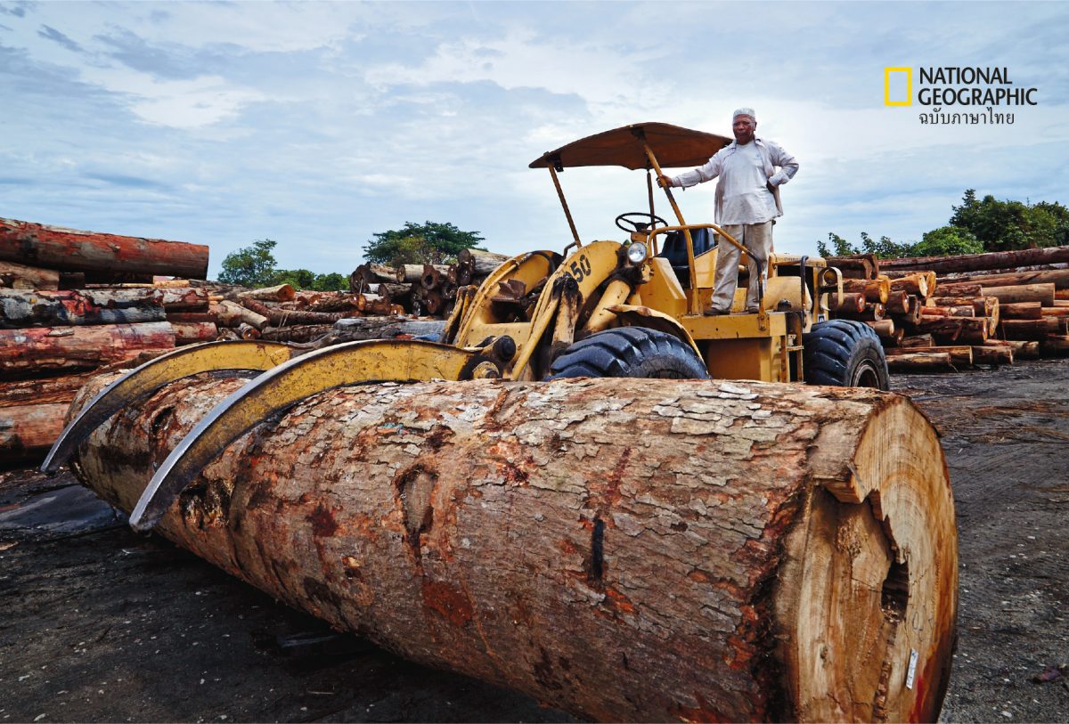 ตัดไม้, อุตสาหกรรมป่าไม้