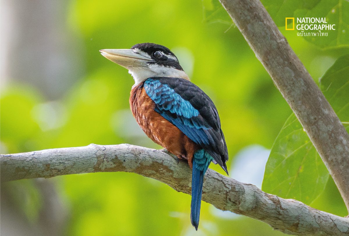 นกหายาก