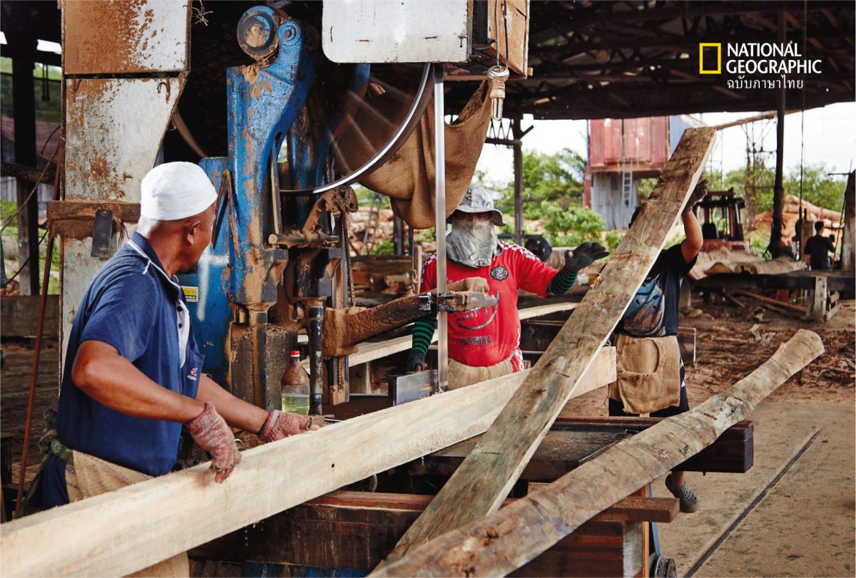 ตัดไม้, อุตสาหกรรมป่าไม้