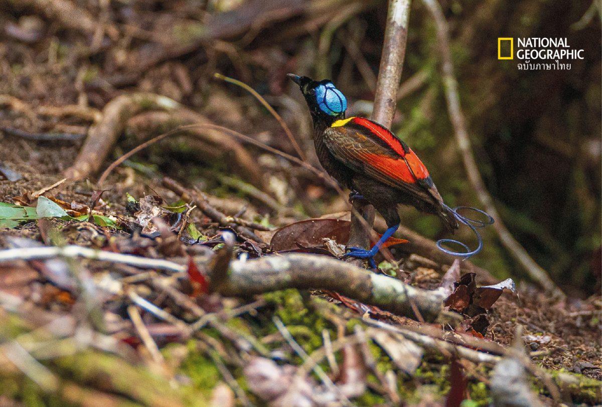 นกหายาก, นกปักษาสวรรค์