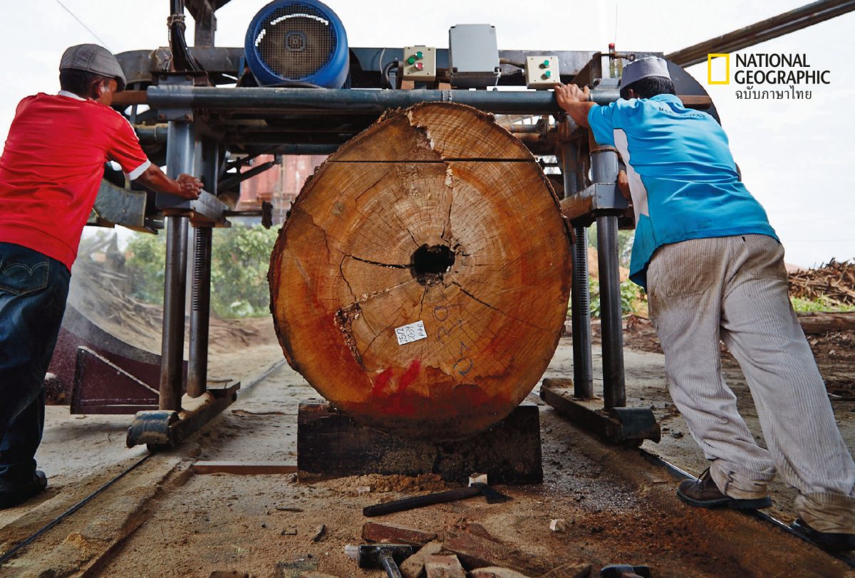 ตัดไม้, อุตสาหกรรมป่าไม้