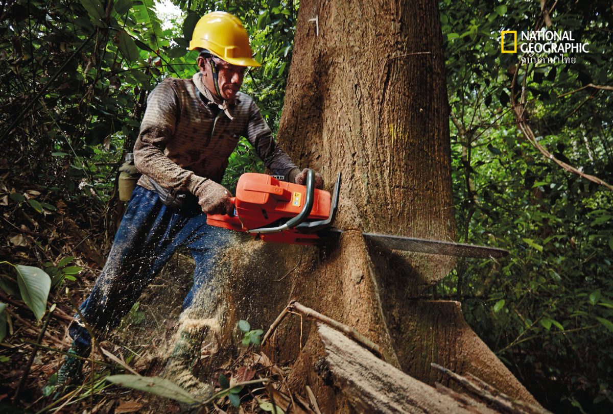 ตัดไม้