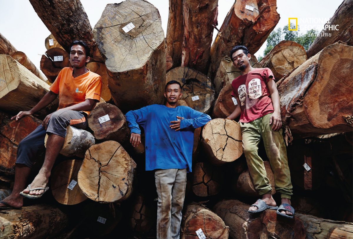 ตัดไม้, อุตสาหกรรมป่าไม้