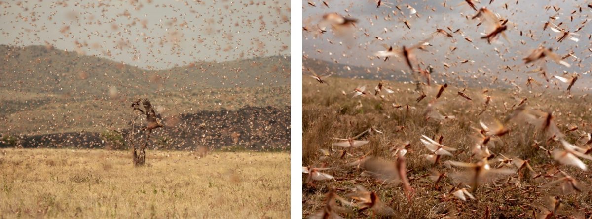 ยาฆ่าแมลง, สารเคมีจำกัดศัตรูพืช, ยาฆ่าย่า, ยาฆ่าหนู