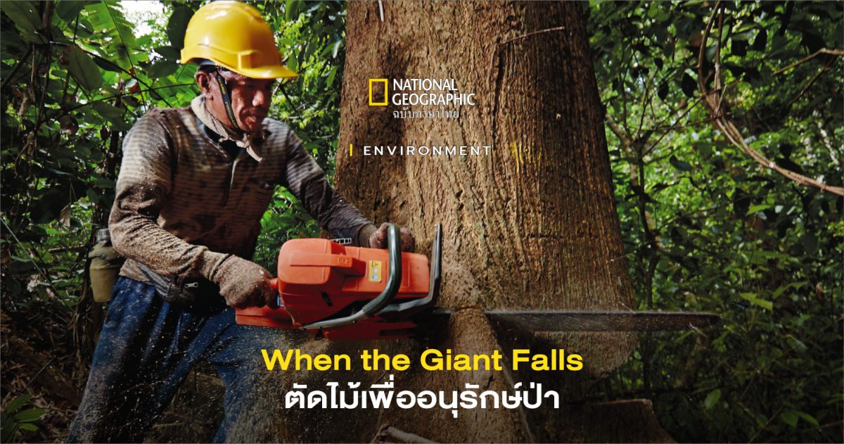 When the Giant Falls: เมื่อเจ้ายักษ์ล้มลง ดูการตัดไม้เพื่ออนุรักษ์ป่า