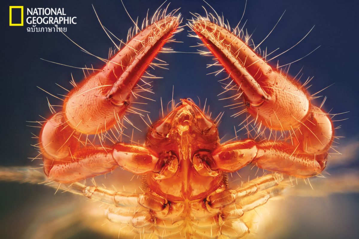 ไคทิน, แมลง, อาร์โทพอด