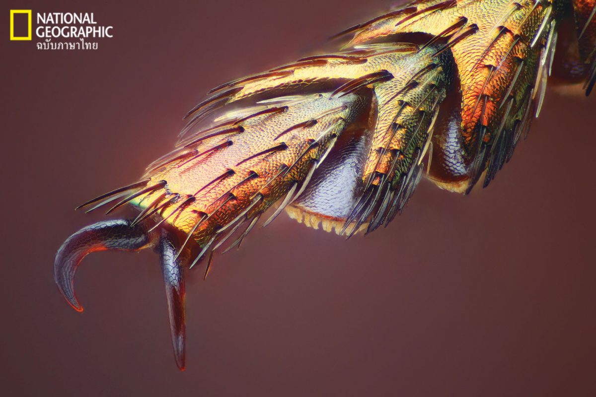 ไคทิน, แมลง, อาร์โทพอด