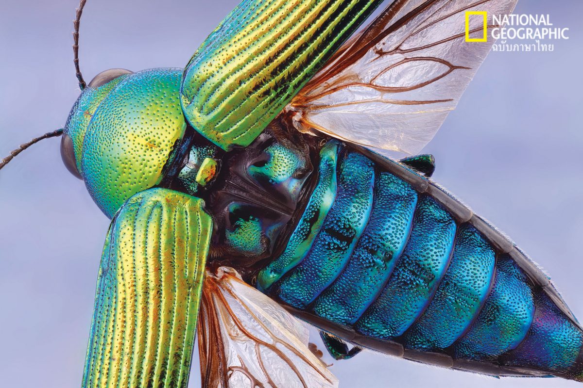 ไคทิน, แมลง, อาร์โทพอด