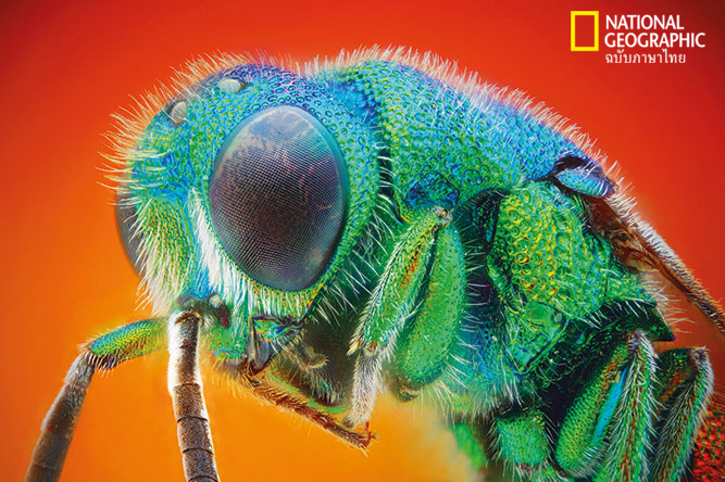 ไคทิน, แมลง, อาร์โทพอด