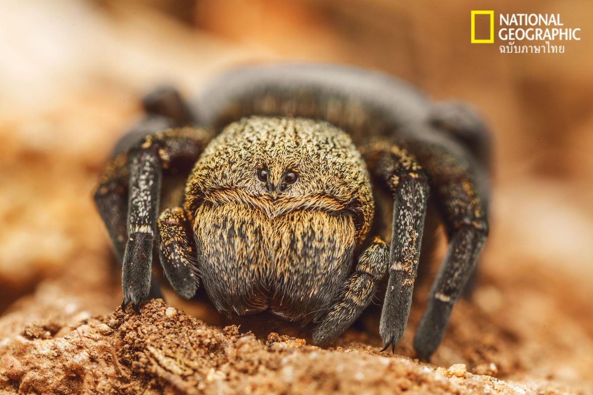 ไคทิน, แมลง, อาร์โทพอด