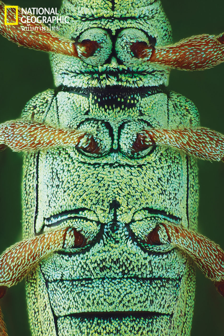 ไคทิน, แมลง, อาร์โทพอด