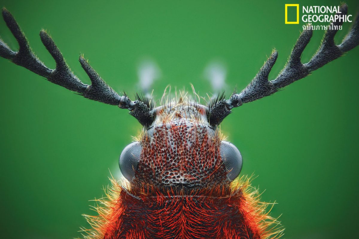 ไคทิน, แมลง, อาร์โทพอด