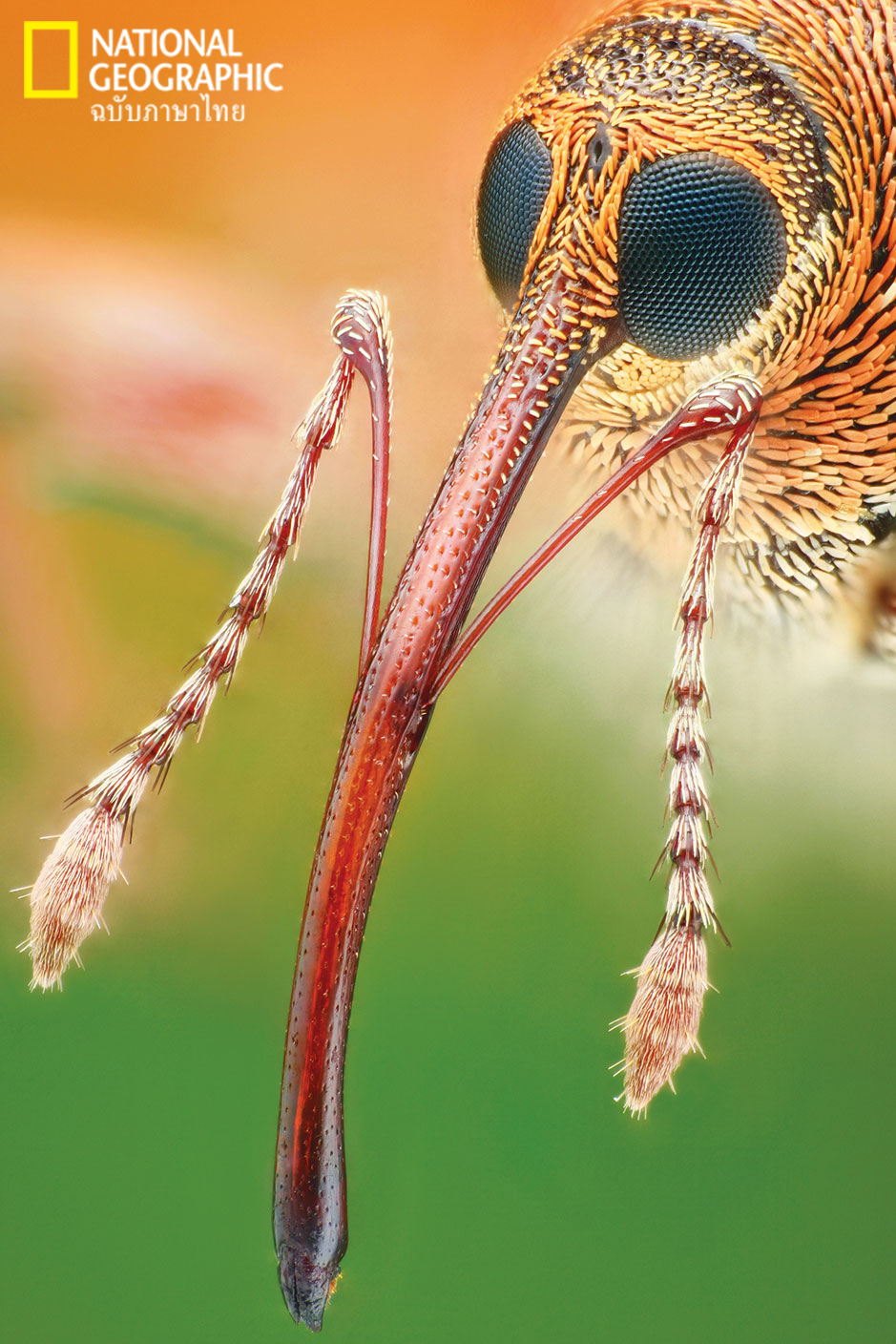 ไคทิน, แมลง, อาร์โทพอด