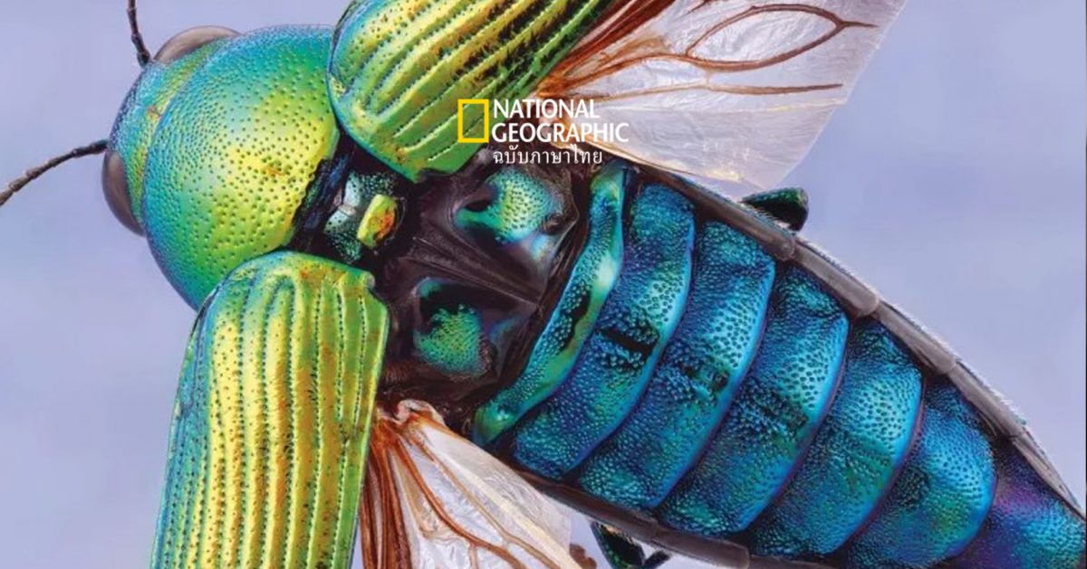 ภาพ ไคทิน สารสร้างโครงสร้างแข็งภายนอกของแมลง แบบคมชัด หาชมยาก