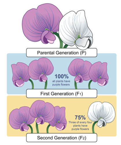 เมนเดล, ทฤษฎีพันธุศาสตร์, ทฤษฎีของเมนเดล, พันธุศาสตร์ของเมนเดล, ถั่วลันเตา, จีโนไทป์, ฟีโนไทป์