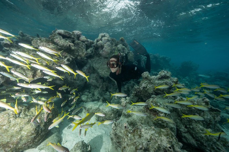 หมู่เกาะคุ๊ก